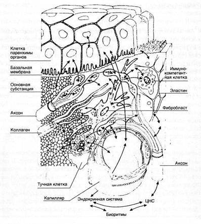 antihomotoxicologia clip image002 0000